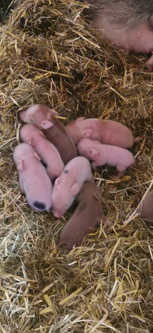 Mini Schwein Ferkel Mini Pigs 