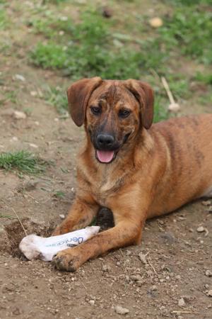 *LEO* - freundlich, fröhlich voller Energie, und er mag die Gesellschaft von Menschen und Hunden