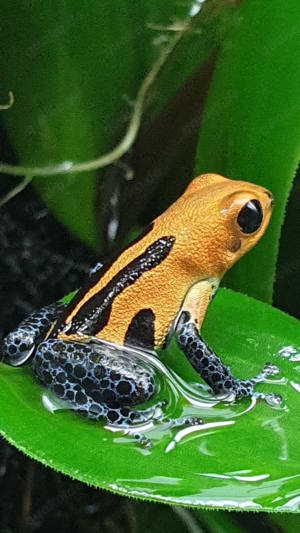 Ranitomeya Jeberos varadero