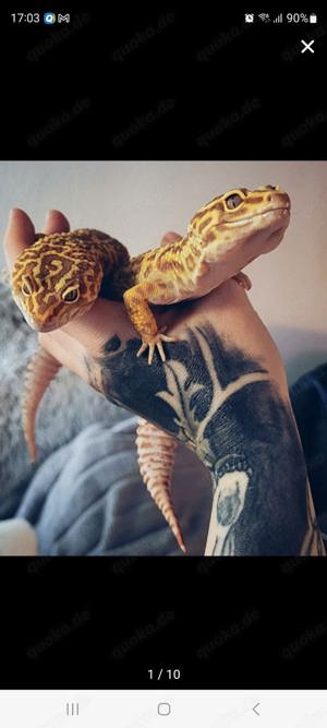 Traumhafte super giant Leopardgeckos wahre riesen