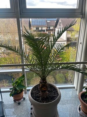 Schöne gesunde winterharte Palme