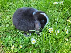 Bezaubernd süße Kaninchen Babys suchen Dich =)