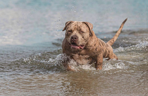 American Bully XL