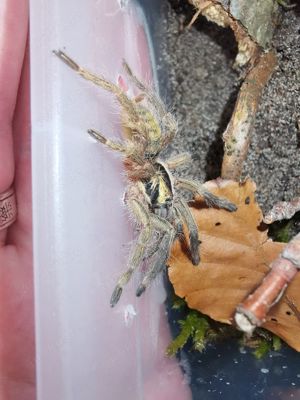 Neoholothele incei, subadult bis adult,  2cm KL, 2x 1.0 mit Rh