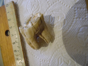 Fossil Höhlenbär Zahn Bild 2