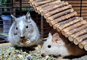 Degu Weibchen Nachzucht 