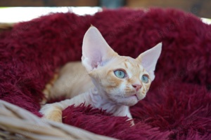 süße, devon rex Babys,  Kitten. 