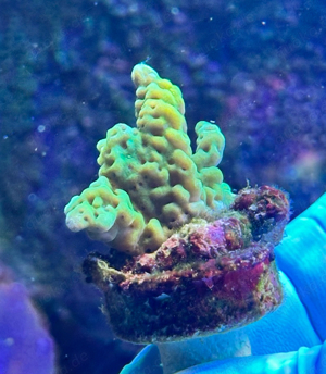 WYSIWYG korallen. Montipora Digitata grün. 