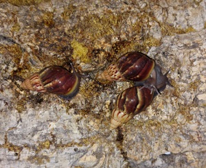 Wunderschöne dunkle Jungtiere, Achatschnecken