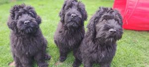 Schwarze russische Terrier Welpen 