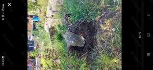 THB TM Griechische Landschildkröten Nachzuchten Weibchen vers. Alters Schildkröten