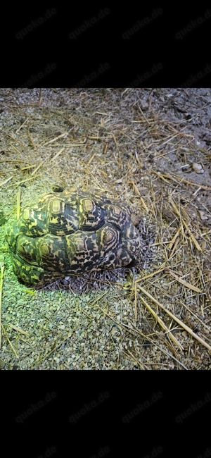 stigmochelys pardalis Somalica pantherschildkröten giant