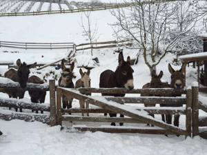 Tiertherapie, Wandern, Spaß haben - Unsere tollen Esel suchen neue Aufgaben..