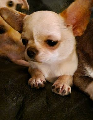 Reinrassiger Chihuahua Bub 