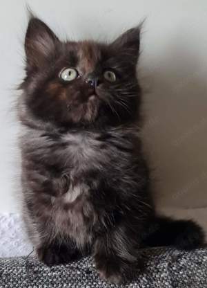 Maine Coon Kitten aus Schwelm