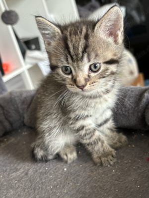 Kitten in Liebevolles Zuhause abzugeben (BKH Mix)