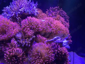 Kupferanemonen Blasenanemonen Anemone Kupferanemone Bild 2