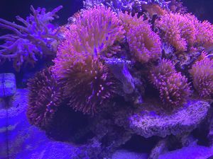 Kupferanemonen Blasenanemonen Anemone Kupferanemone Bild 3