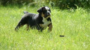 Old English Bulldog OEB Welpen suchen ein neues zu Hause