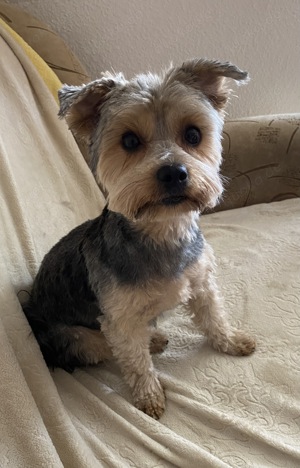 Yorkshire-Terrier -Deckrüde gesucht