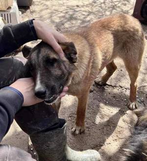 Freundlicher und verträglicher Yarik Bild 3