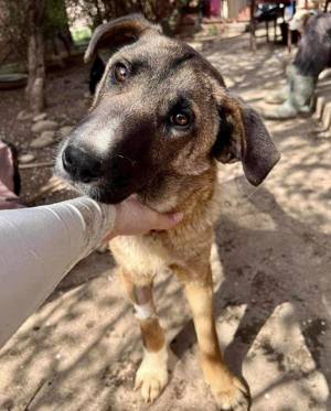 Freundlicher und verträglicher Yarik Bild 4