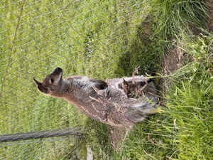 Wallaby Böckchen, Bennettkängurus abzugeben 