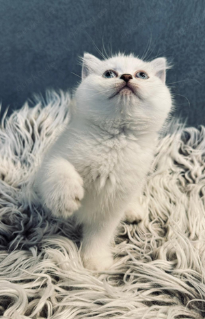BKH BLH Kitten Britisch Kurzhaare Katze Abholbereit