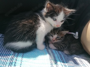 Kitten Main Coon Mix sucht neues Zuhause 