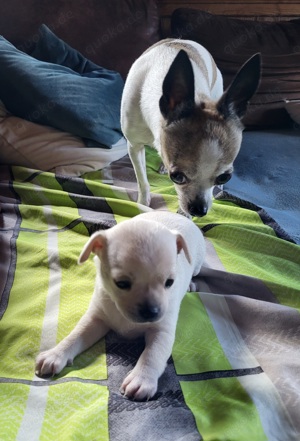 2 süße Chihuahua welpen 