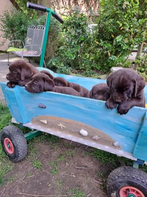 Dunkle wunderschöne und gut sozialisierte chocobraune reinrassige Labradorwelpen ab Juli abzugeben