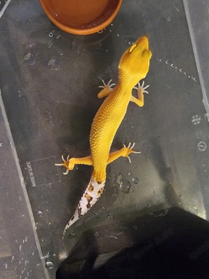 Leopardgecko Mädchen Nr 23 2023