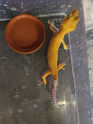 Leopardgecko Mädchen Nr 24 2023