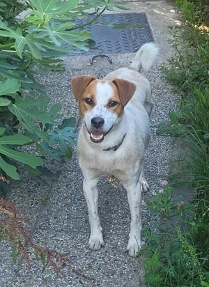 Rocky   sucht eine Familie zum glücklich sein