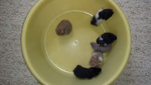 Teddyhamster sowohl männlich, als auch weiblich zu verkaufen