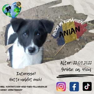 Anian will raus aus dem Tierheim