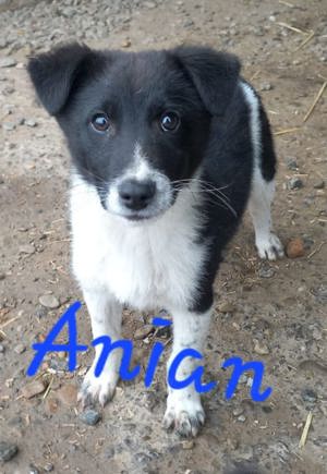 Anian will raus aus dem Tierheim Bild 2