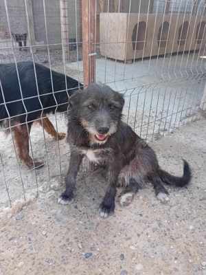 Junghund Denver - wer gibt dem tollen Kerl eine Chance Bild 9