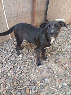 Junghund Denver - wer gibt dem tollen Kerl eine Chance Bild 3