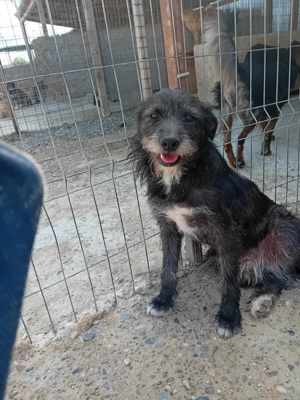 Junghund Denver - wer gibt dem tollen Kerl eine Chance Bild 6