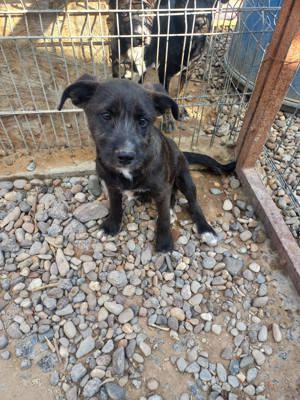 Junghund Denver - wer gibt dem tollen Kerl eine Chance Bild 4