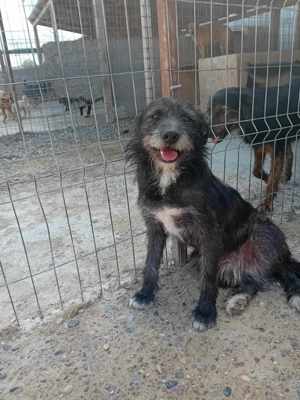 Junghund Denver - wer gibt dem tollen Kerl eine Chance Bild 8