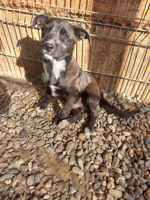 Junghund Denver - wer gibt dem tollen Kerl eine Chance Bild 5