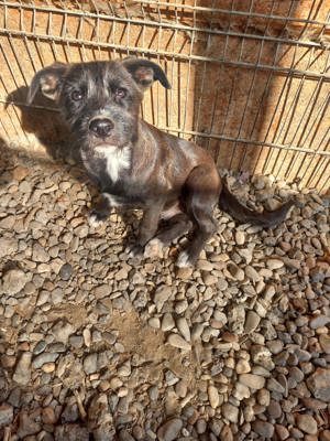 Junghund Denver - wer gibt dem tollen Kerl eine Chance Bild 2