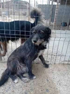 Junghund Denver - wer gibt dem tollen Kerl eine Chance Bild 7