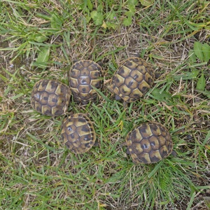 Griechische Landschildkröte