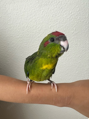 Ziegensittich super handzahm zahm handaufzucht Papagei