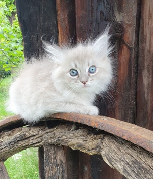 Ragdoll Mädchen mit Stammbaum 