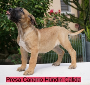 Kräftige Top Presa Canario Welpen Hündin Calida von den Pretorianern