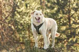 Lumi 50 cm   ein treuer Freund [auf Pflegestelle in D-06895 Kropstädt]